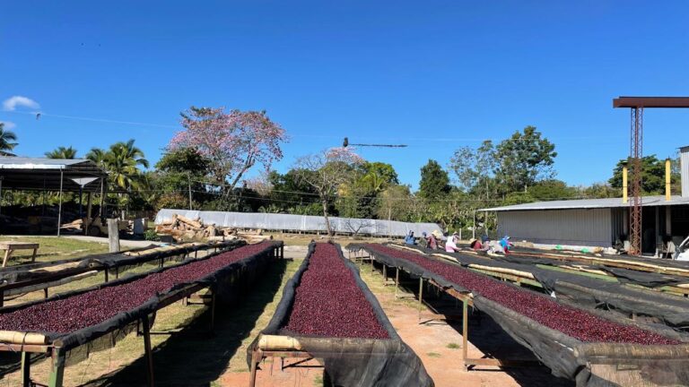 Building Bridges Between Farmers and Cafés